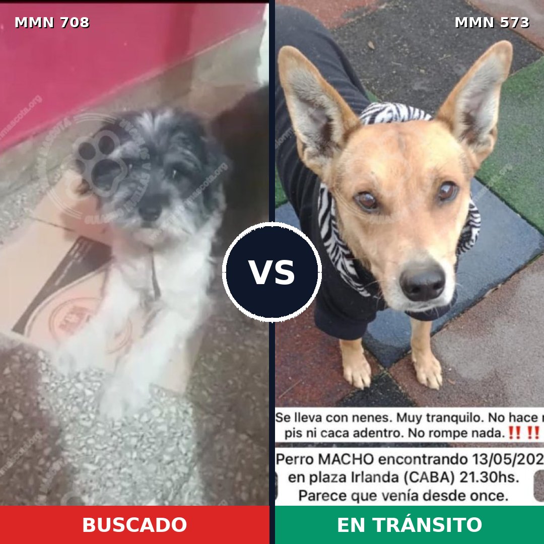 Comparativa MMS 10223: mascota perdida y mascota encontrada, 41% de similitud