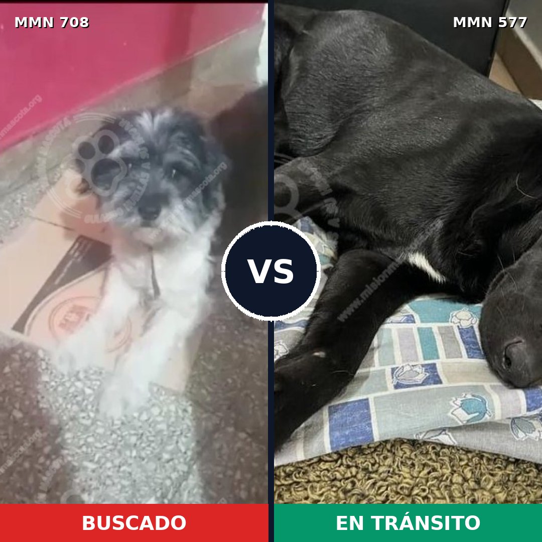 Comparativa MMS 10224: mascota perdida y mascota encontrada, 48% de similitud
