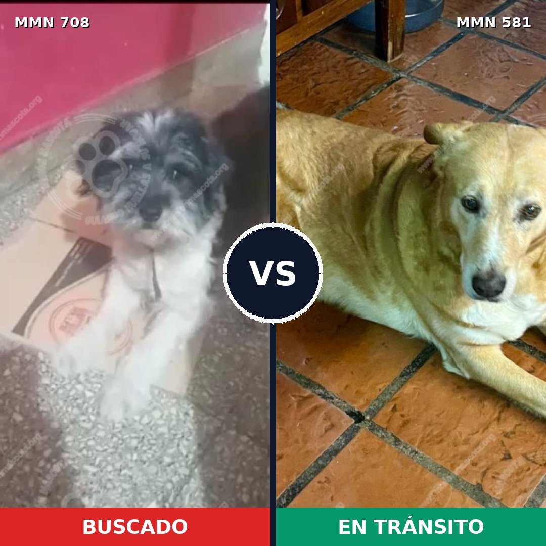 Comparativa MMS 10225: mascota perdida y mascota encontrada, 30% de similitud