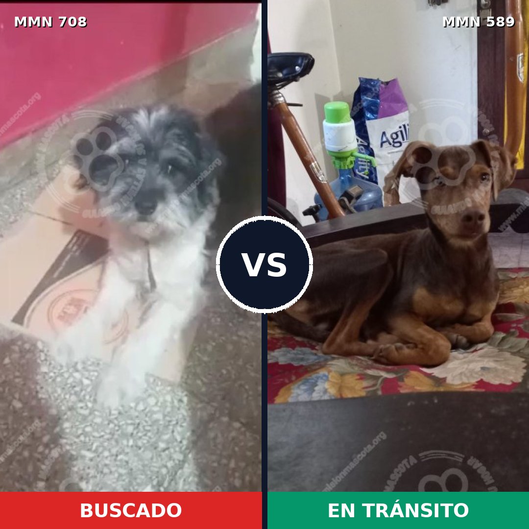 Comparativa MMS 10226: mascota perdida y mascota encontrada, 50% de similitud