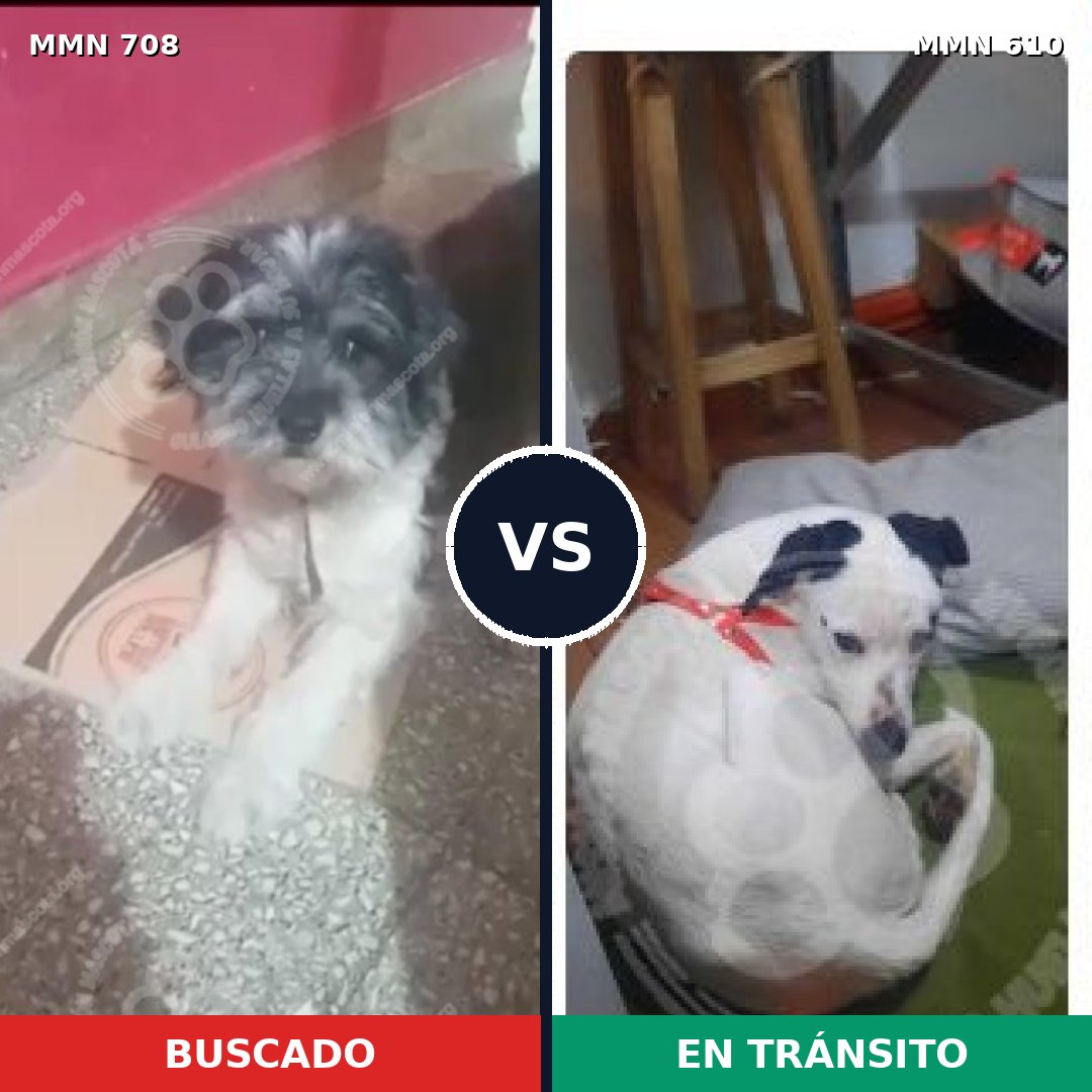 Comparativa MMS 10227: mascota perdida y mascota encontrada, 42% de similitud