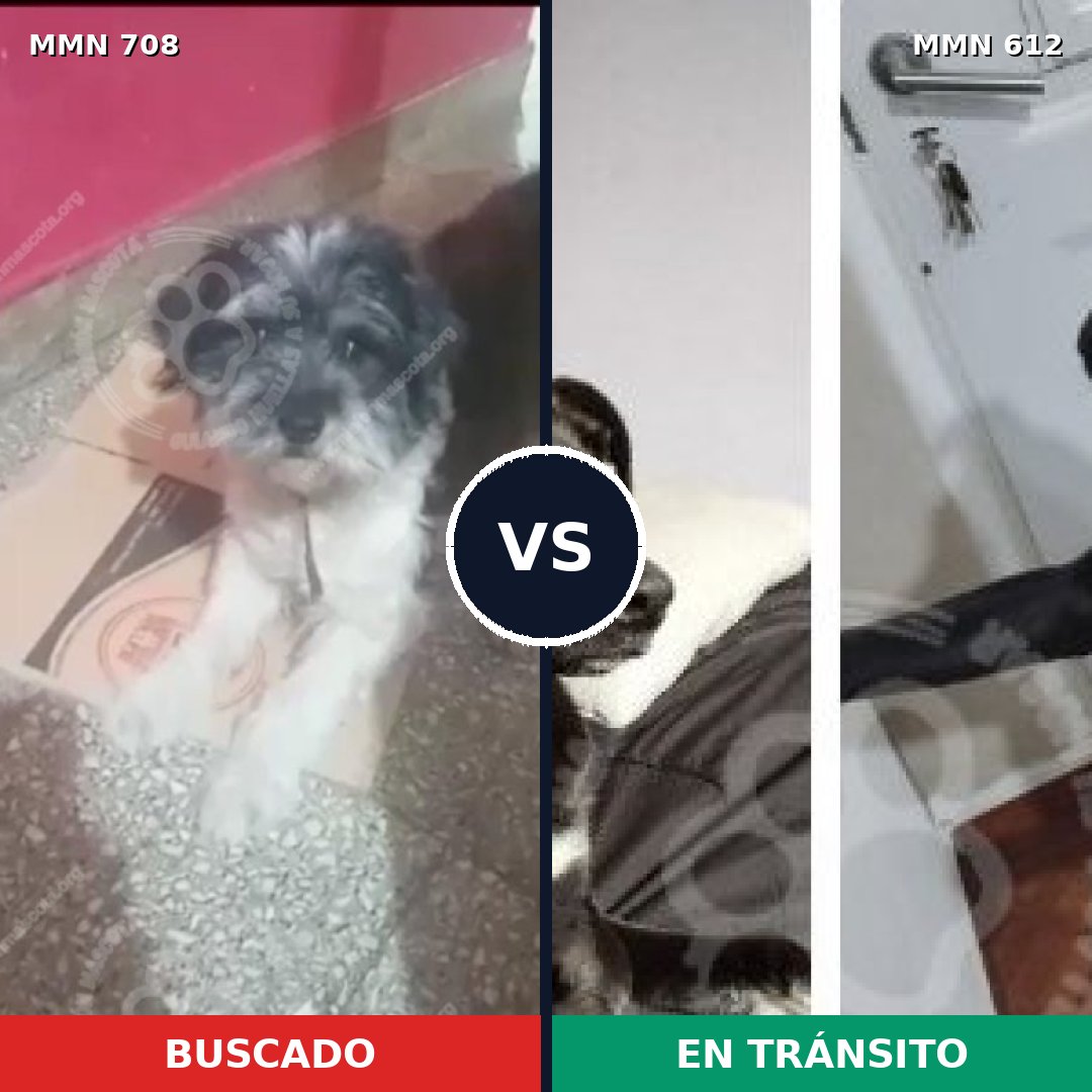 Comparativa MMS 10228: mascota perdida y mascota encontrada, 48% de similitud