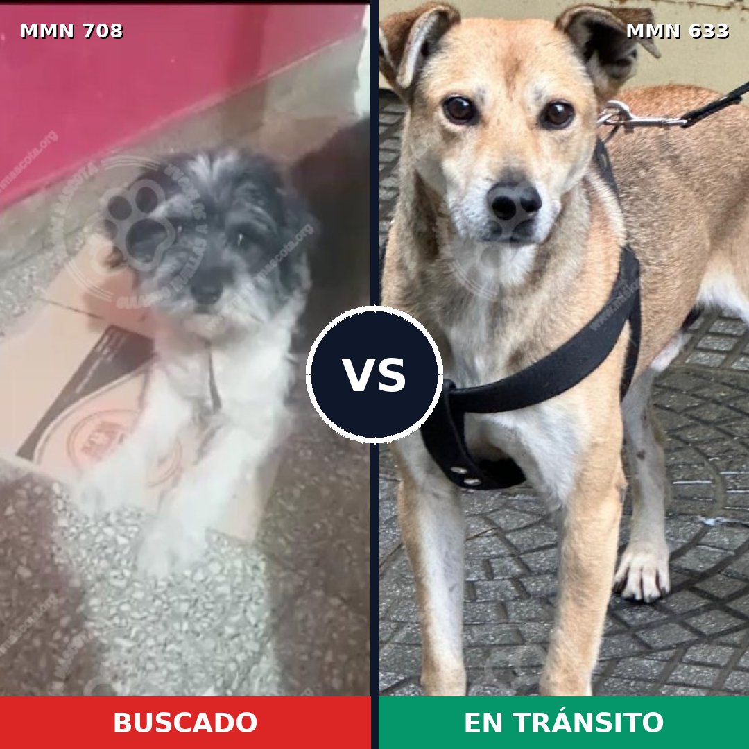 Comparativa MMS 10229: mascota perdida y mascota encontrada, 40% de similitud