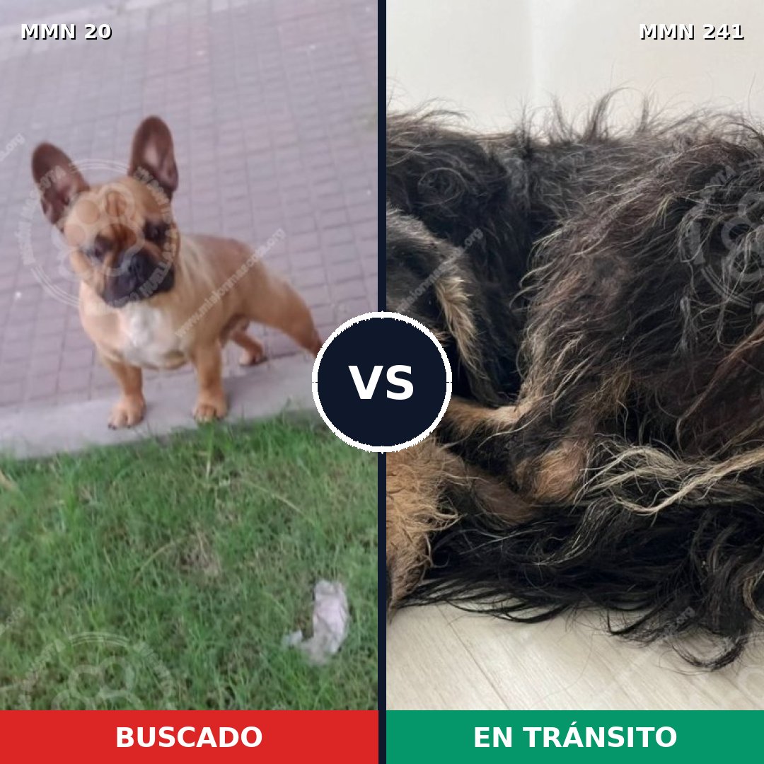 Comparativa MMS 1023: mascota perdida y mascota encontrada, 50% de similitud