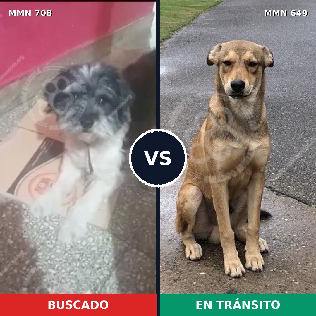 Comparativa MMS 10231: mascota perdida y mascota encontrada, 21% de similitud