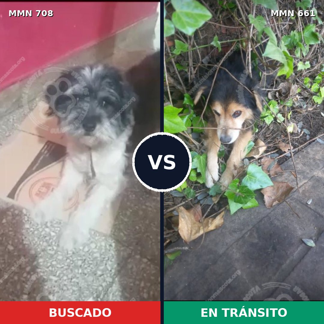 Comparativa MMS 10232: mascota perdida y mascota encontrada, 43% de similitud