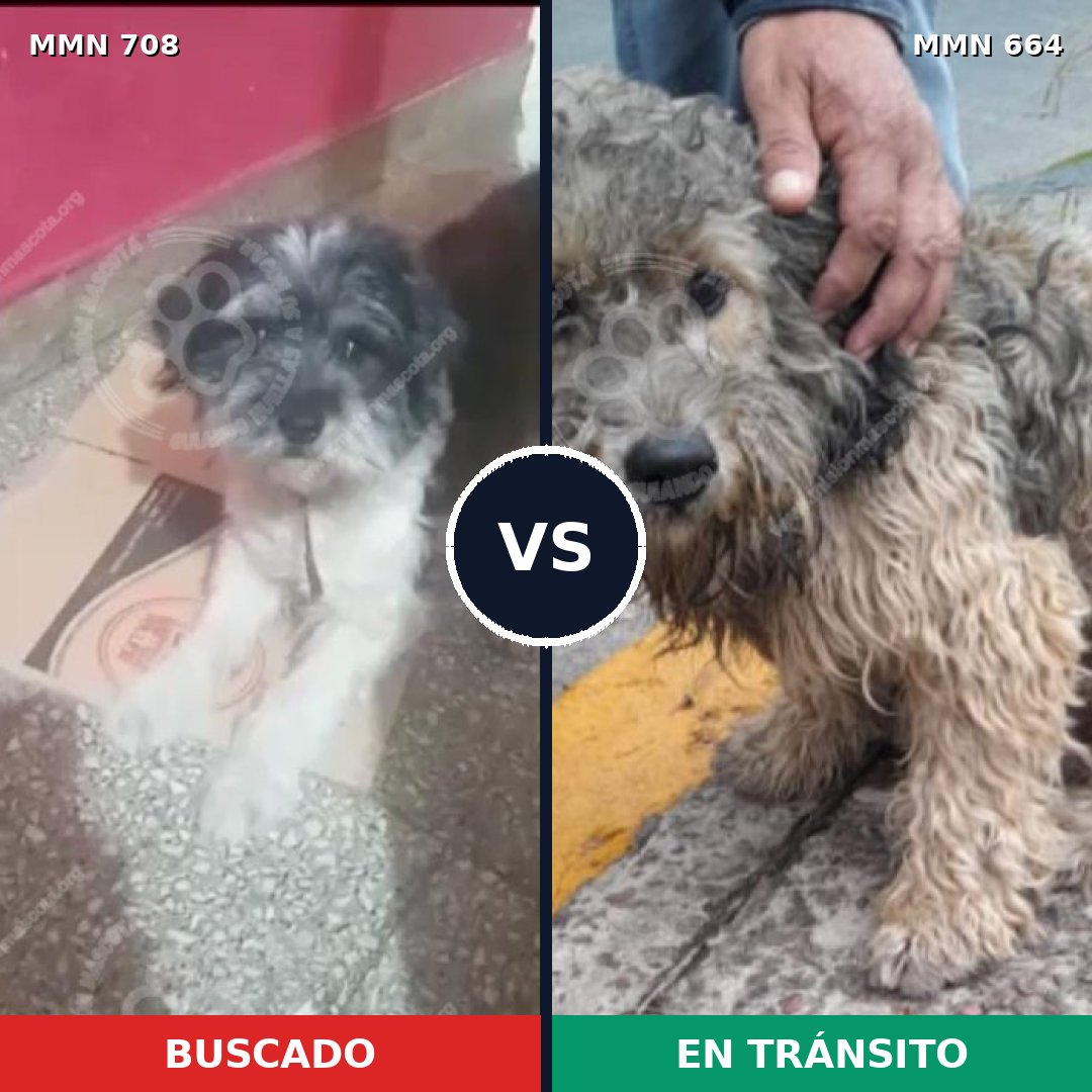Comparativa MMS 10233: mascota perdida y mascota encontrada, 37% de similitud