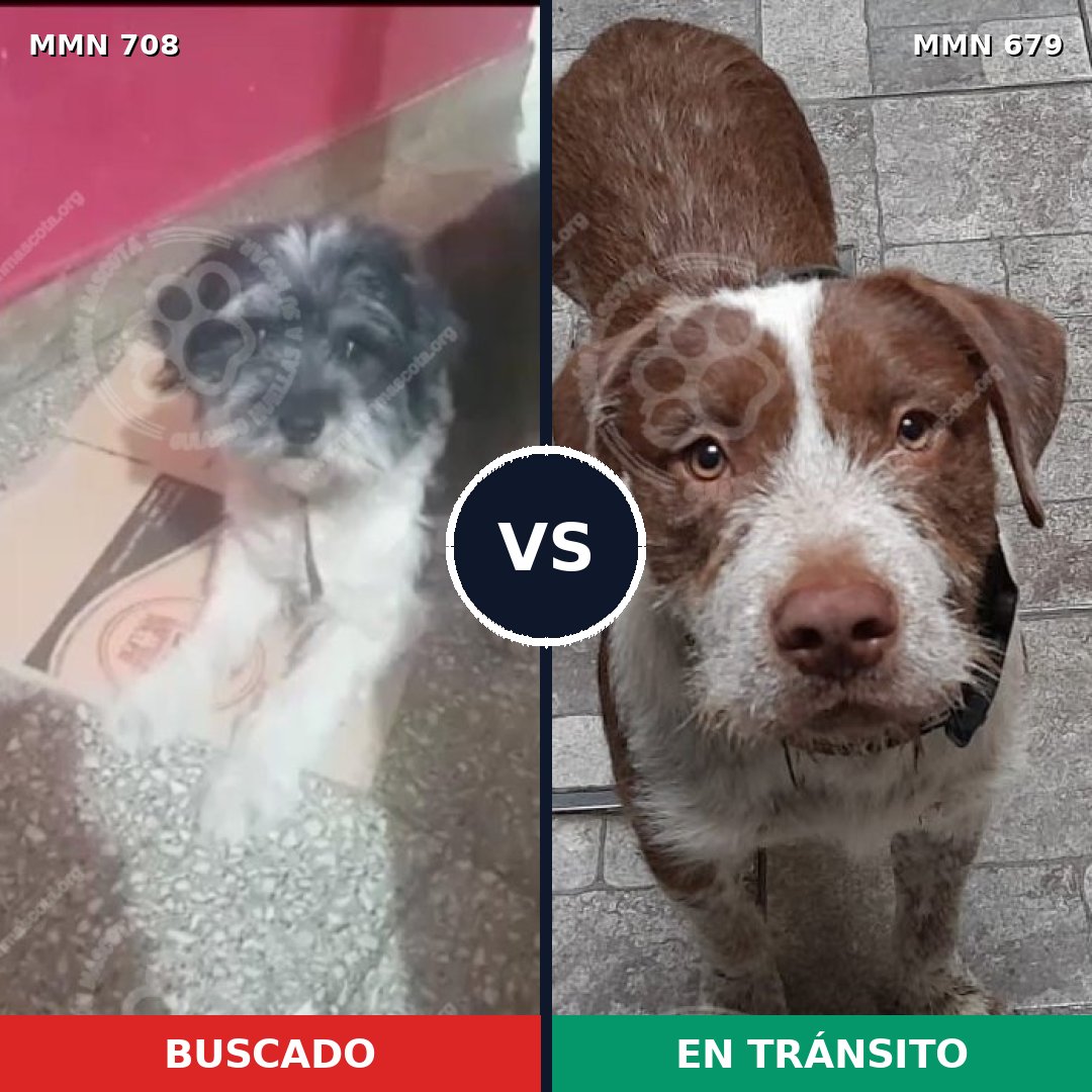 Comparativa MMS 10235: mascota perdida y mascota encontrada, 30% de similitud