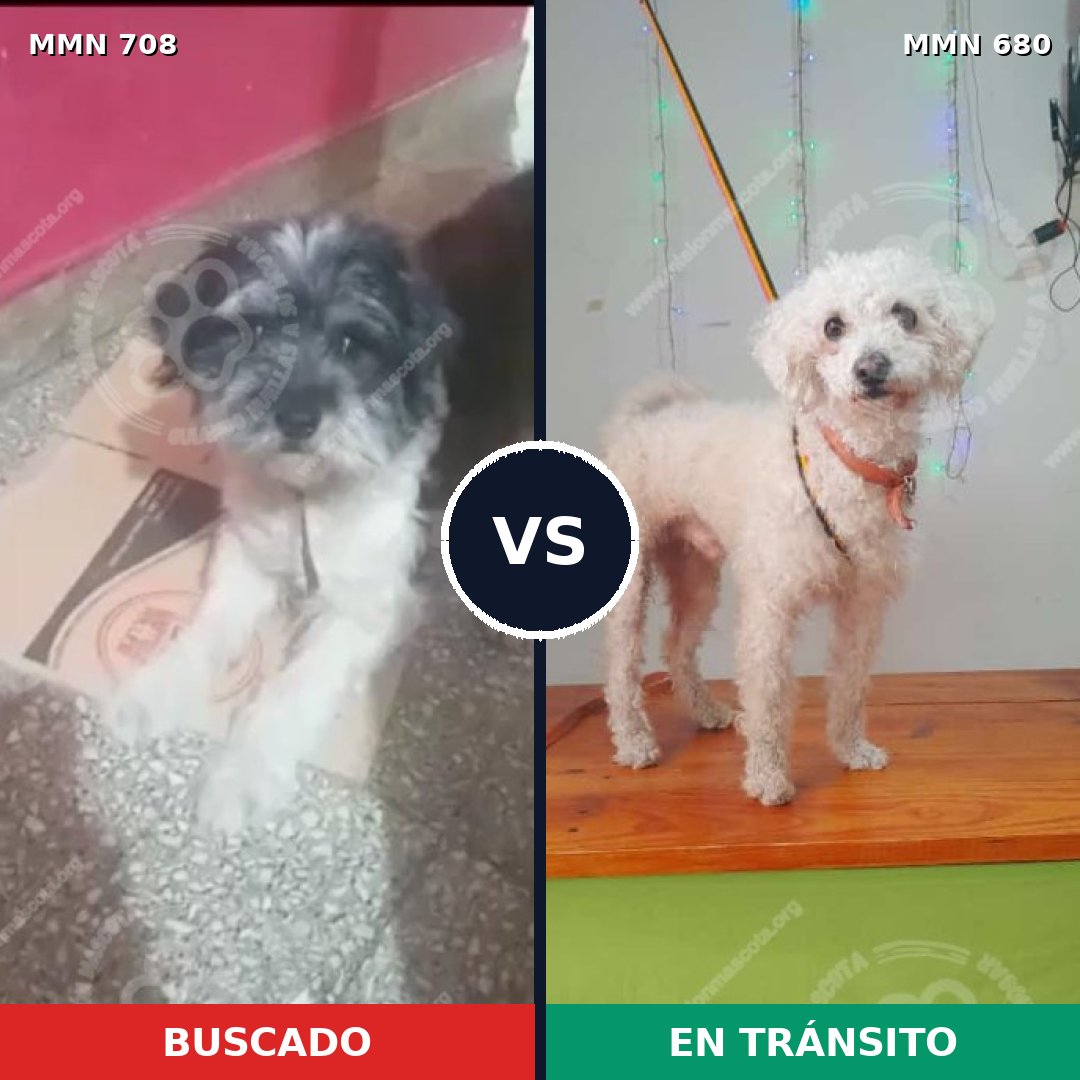 Comparativa MMS 10236: mascota perdida y mascota encontrada, 87% de similitud