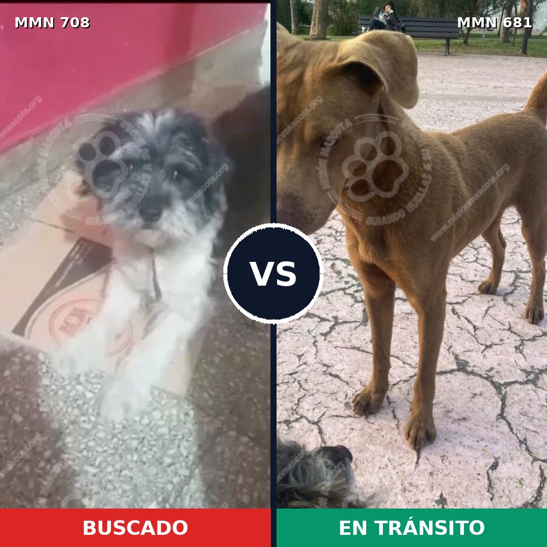 Comparativa MMS 10237: mascota perdida y mascota encontrada, 22% de similitud