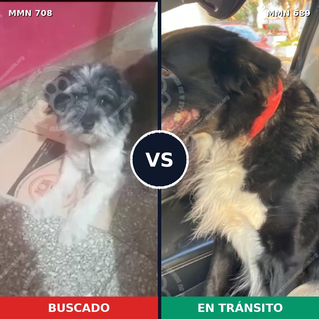 Comparativa MMS 10238: mascota perdida y mascota encontrada, 52% de similitud