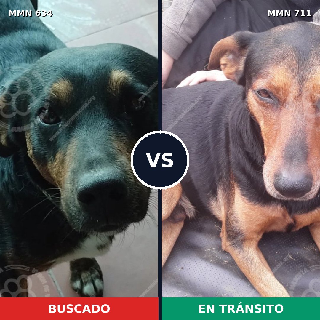 Comparativa MMS 10239: mascota perdida y mascota encontrada, 74% de similitud