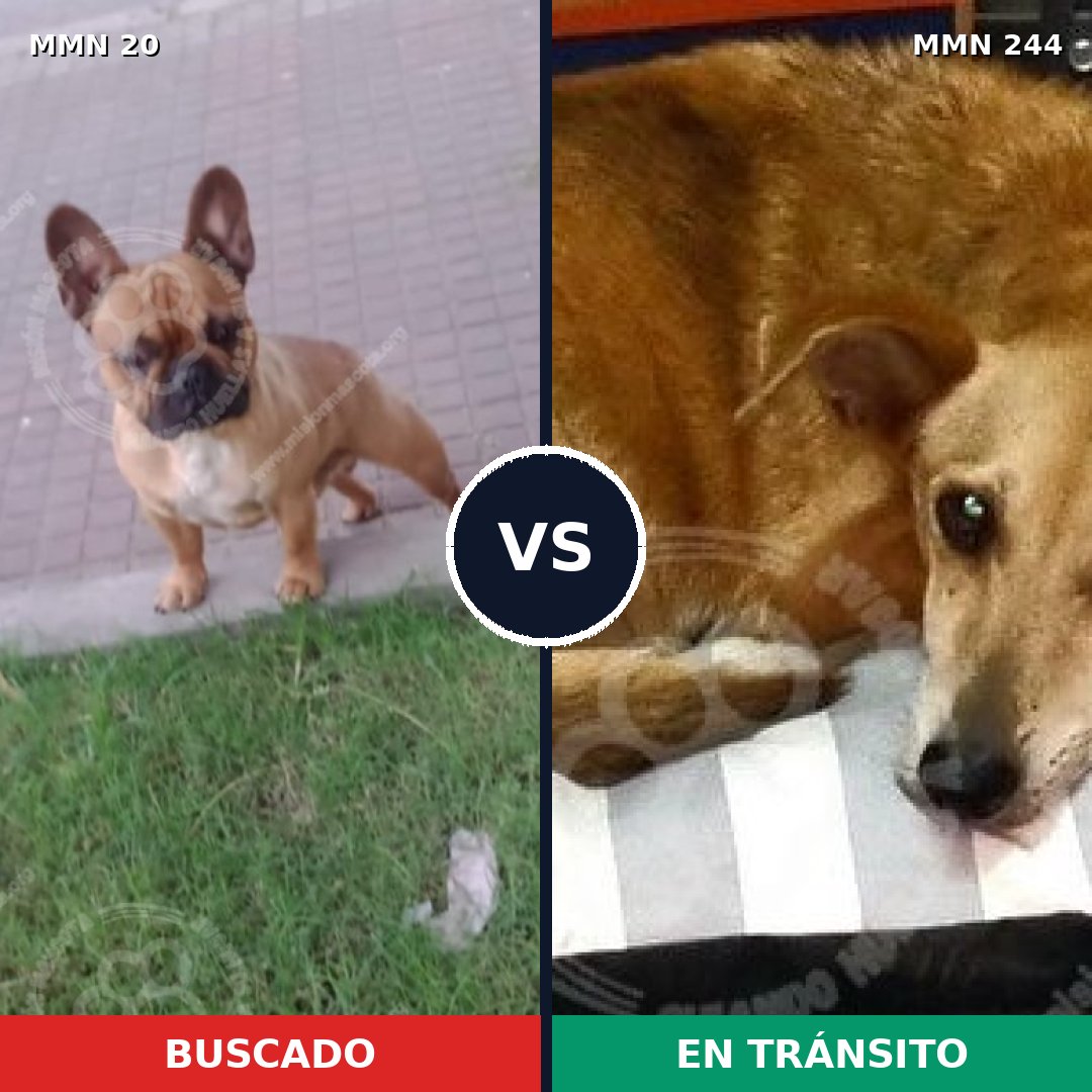 Comparativa MMS 1024: mascota perdida y mascota encontrada, 34% de similitud
