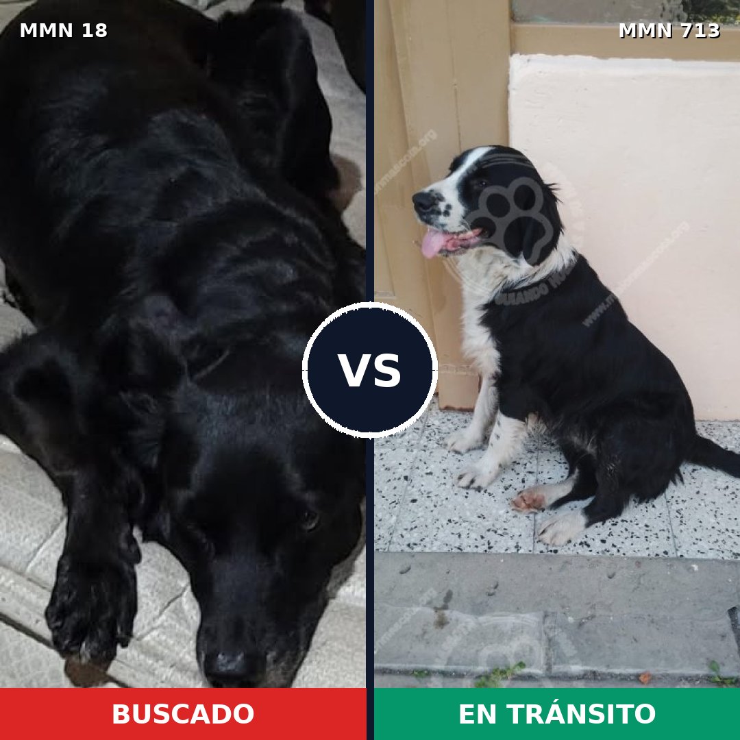 Comparativa MMS 10240: mascota perdida y mascota encontrada, 73% de similitud