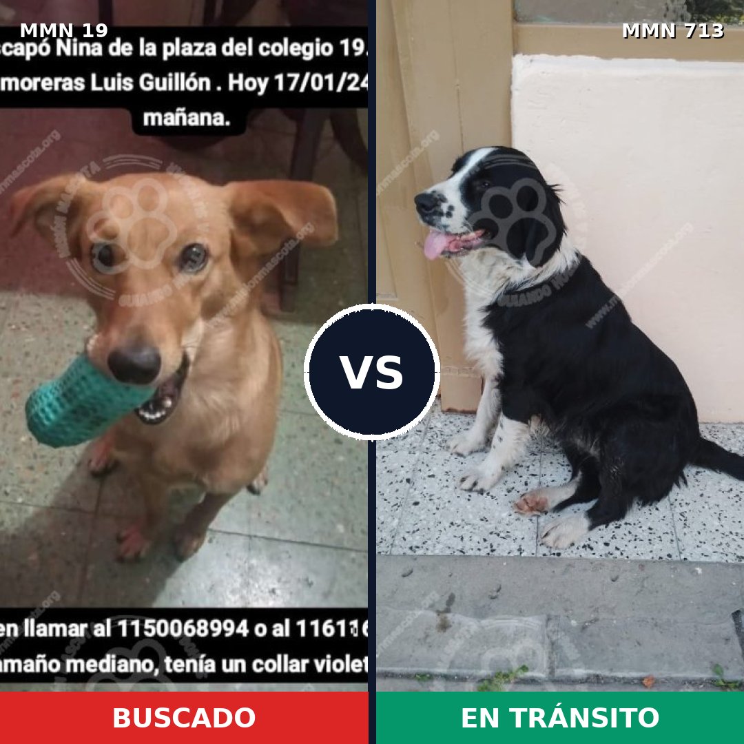 Comparativa MMS 10241: mascota perdida y mascota encontrada, 69% de similitud
