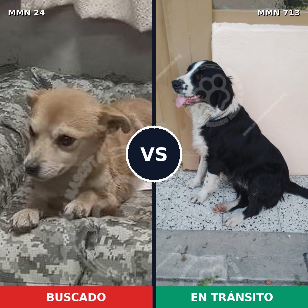 Comparativa MMS 10243: mascota perdida y mascota encontrada, 59% de similitud
