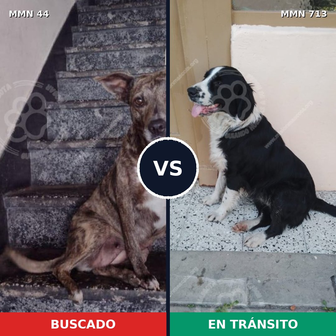 Comparativa MMS 10247: mascota perdida y mascota encontrada, 66% de similitud
