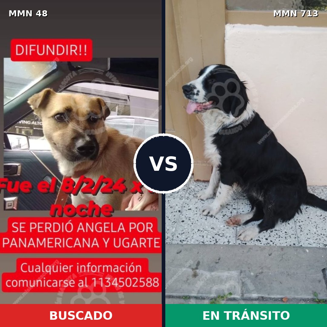 Comparativa MMS 10248: mascota perdida y mascota encontrada, 70% de similitud