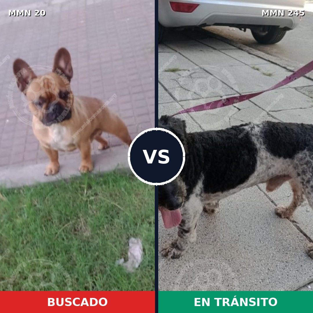 Comparativa MMS 1025: mascota perdida y mascota encontrada, 42% de similitud