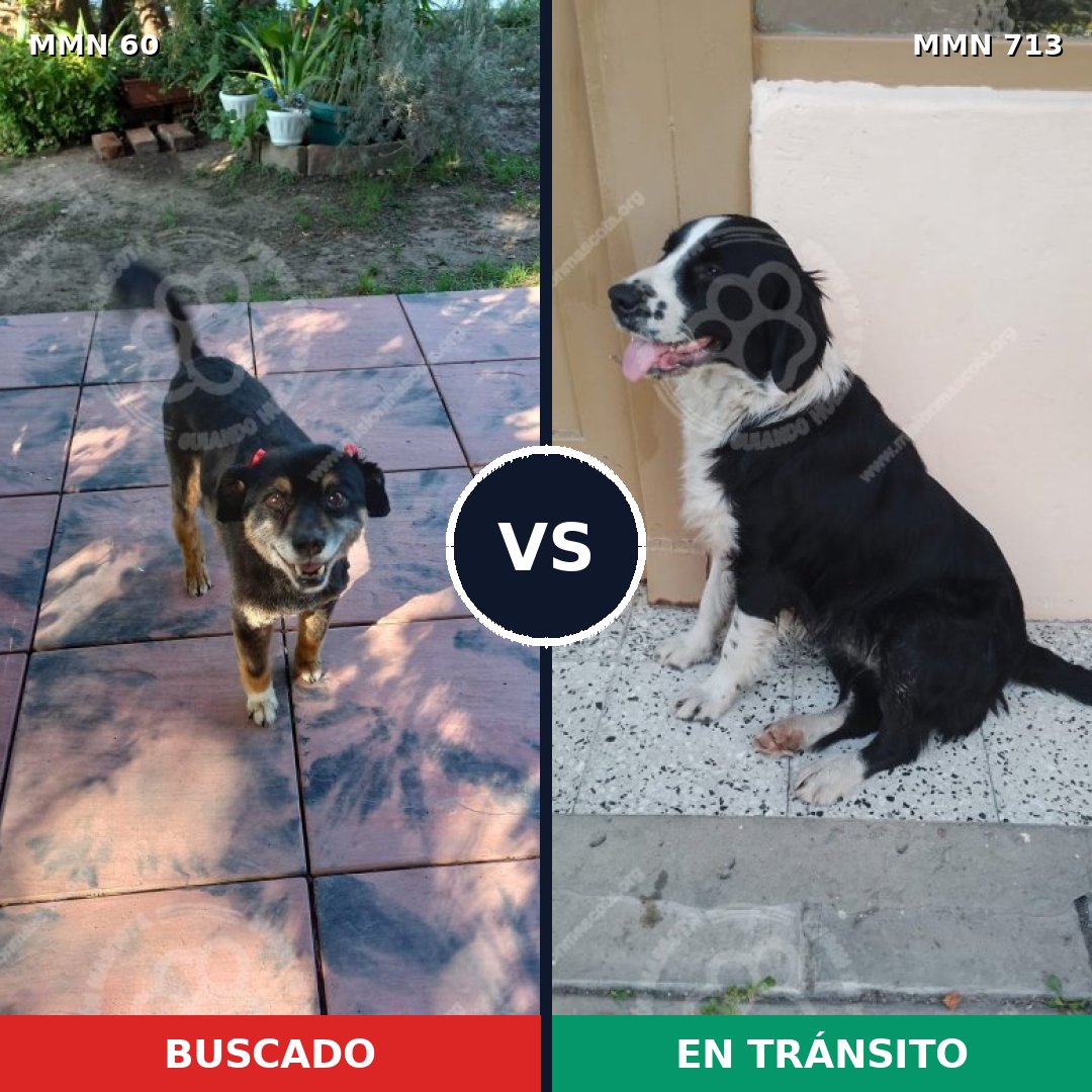 Comparativa MMS 10250: mascota perdida y mascota encontrada, 82% de similitud