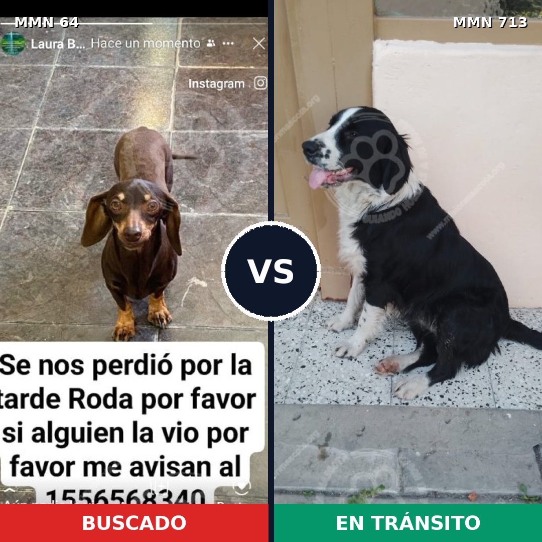 Comparativa MMS 10251: mascota perdida y mascota encontrada, 27% de similitud