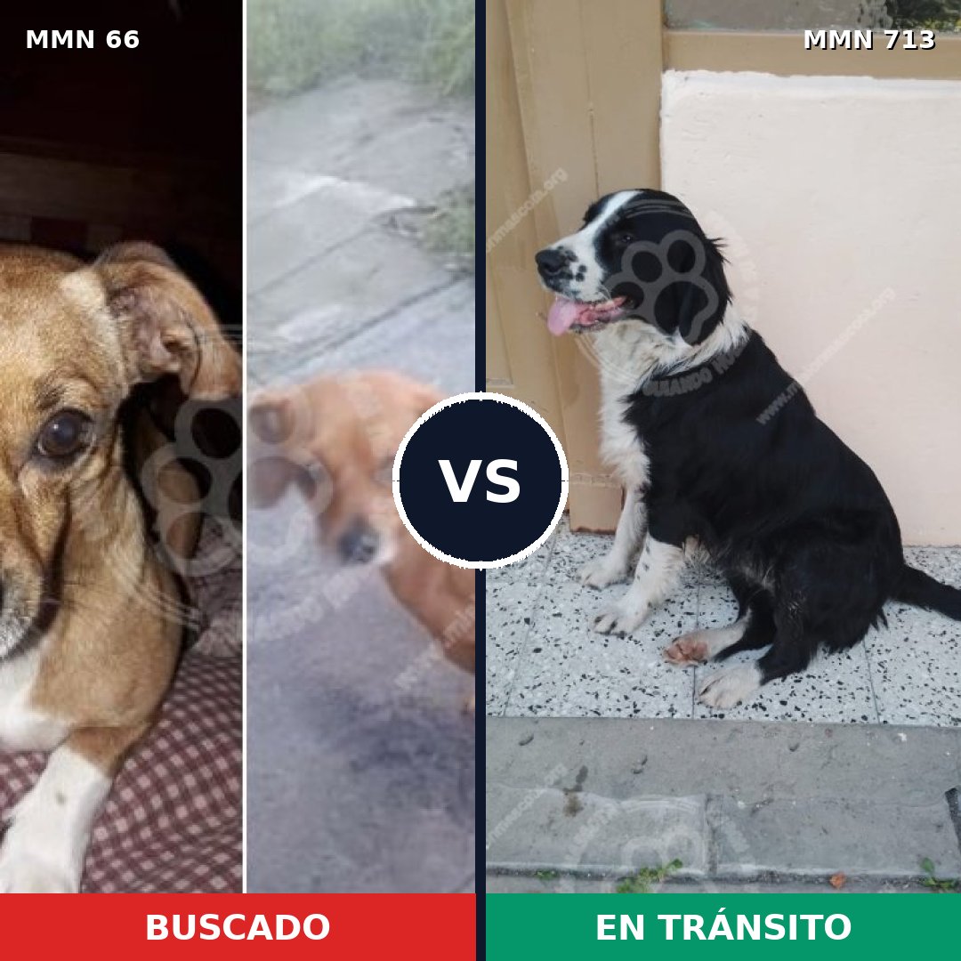 Comparativa MMS 10252: mascota perdida y mascota encontrada, 25% de similitud