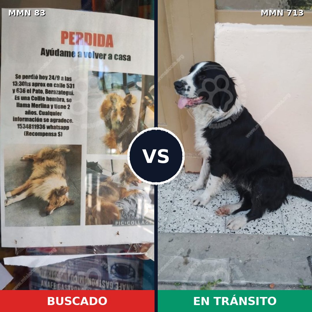Comparativa MMS 10253: mascota perdida y mascota encontrada, 10% de similitud