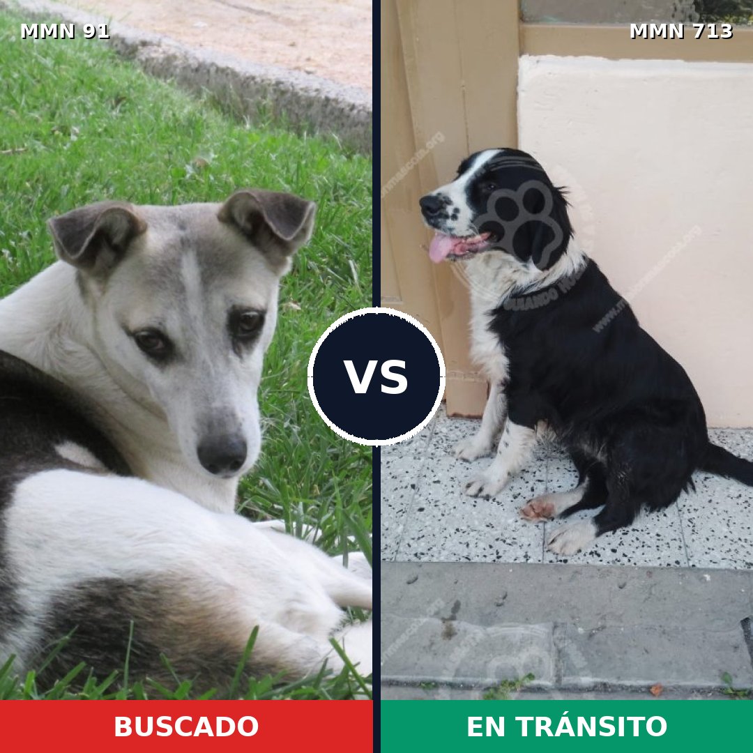 Comparativa MMS 10254: mascota perdida y mascota encontrada, 75% de similitud