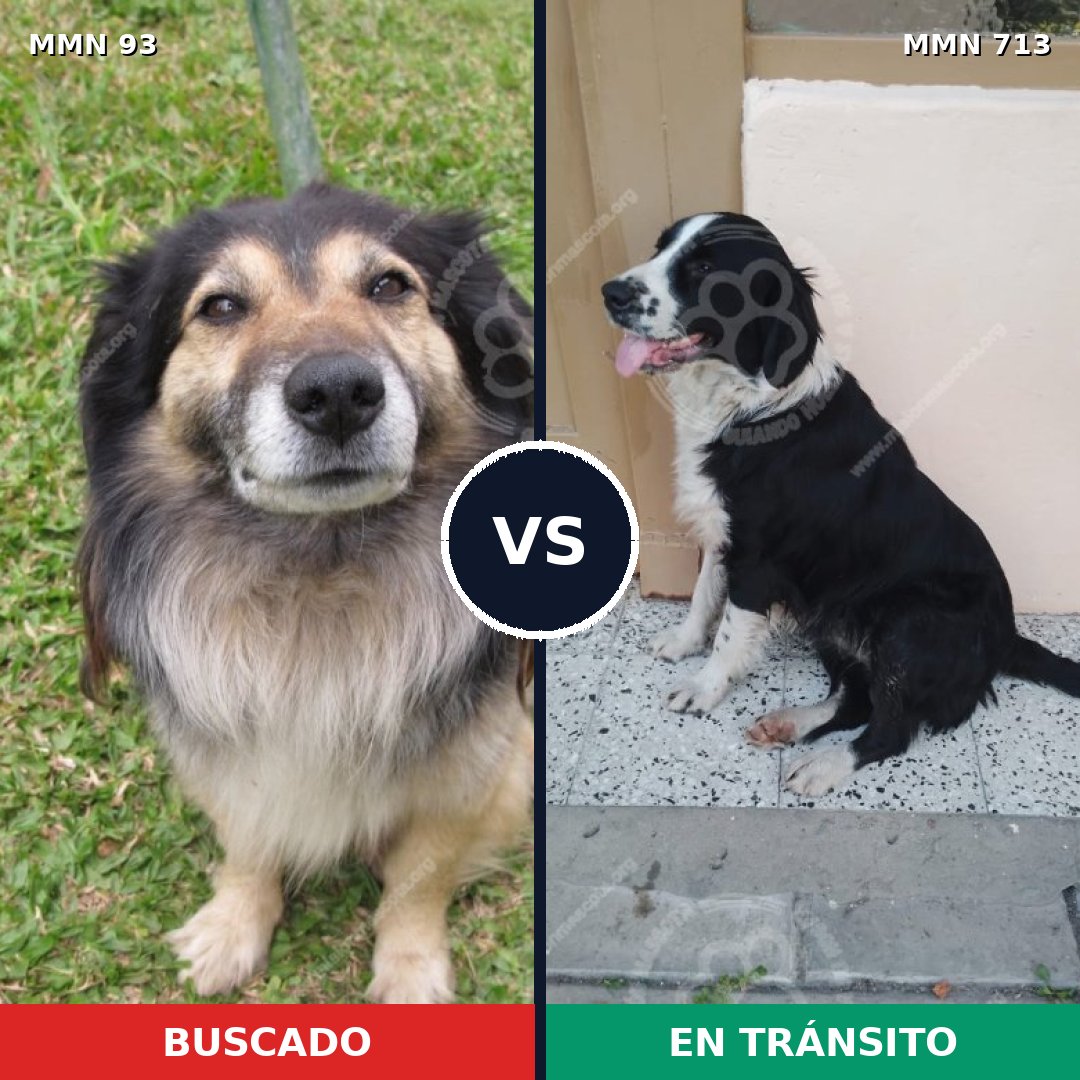 Comparativa MMS 10255: mascota perdida y mascota encontrada, 61% de similitud
