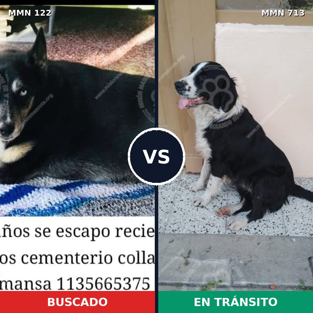 Comparativa MMS 10256: mascota perdida y mascota encontrada, 63% de similitud