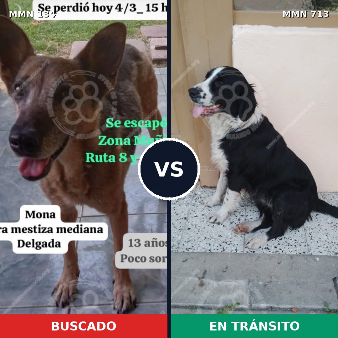 Comparativa MMS 10258: mascota perdida y mascota encontrada, 63% de similitud