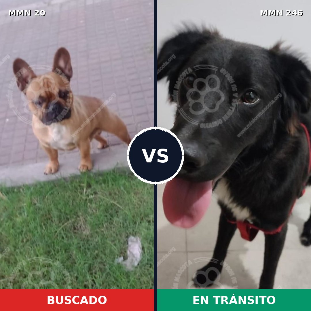 Comparativa MMS 1026: mascota perdida y mascota encontrada, 42% de similitud