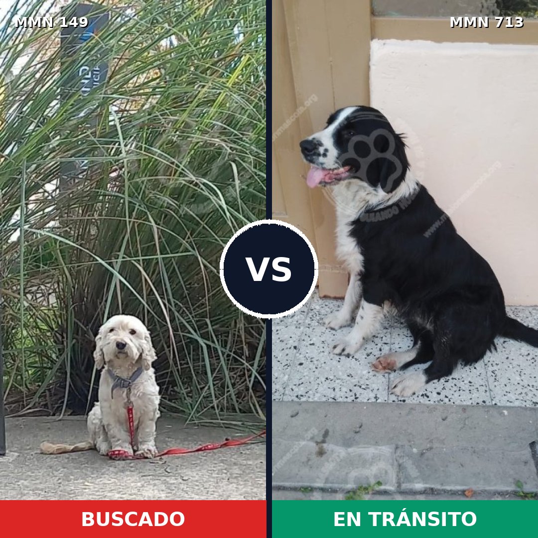 Comparativa MMS 10260: mascota perdida y mascota encontrada, 68% de similitud