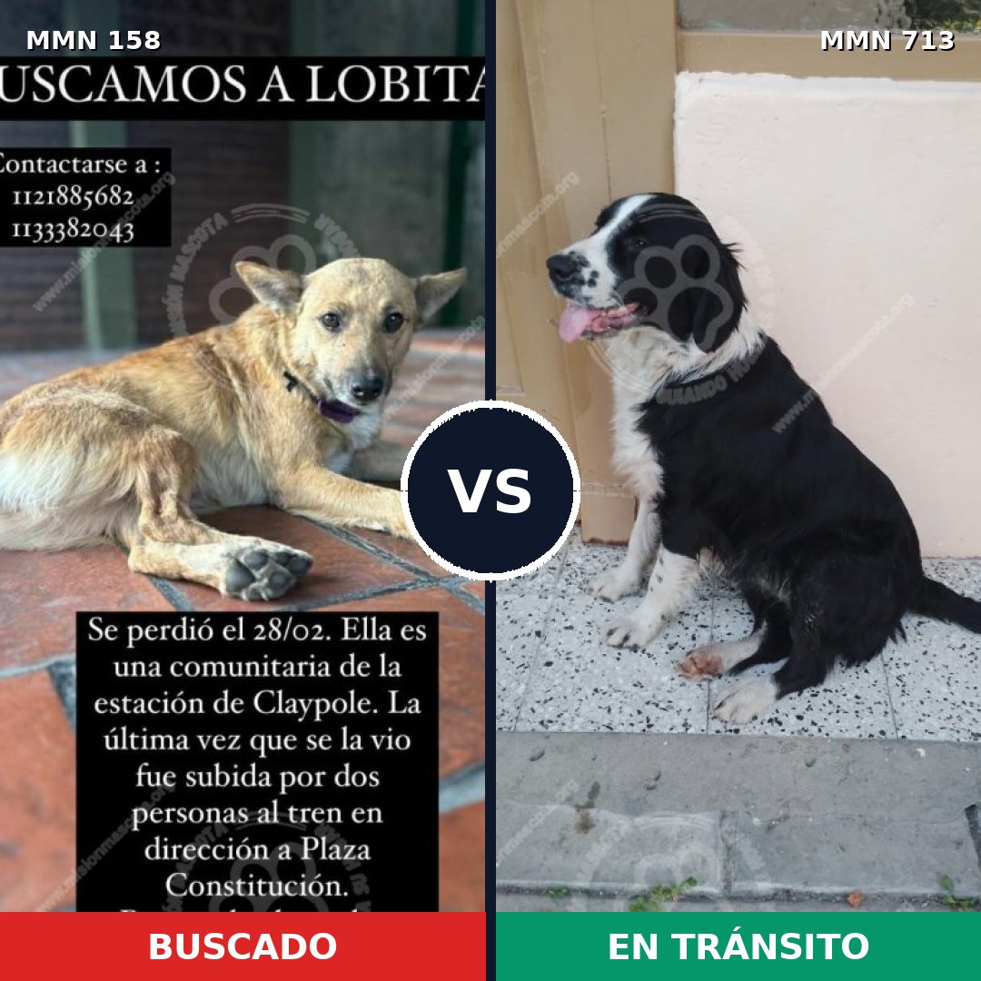 Comparativa MMS 10261: mascota perdida y mascota encontrada, 68% de similitud