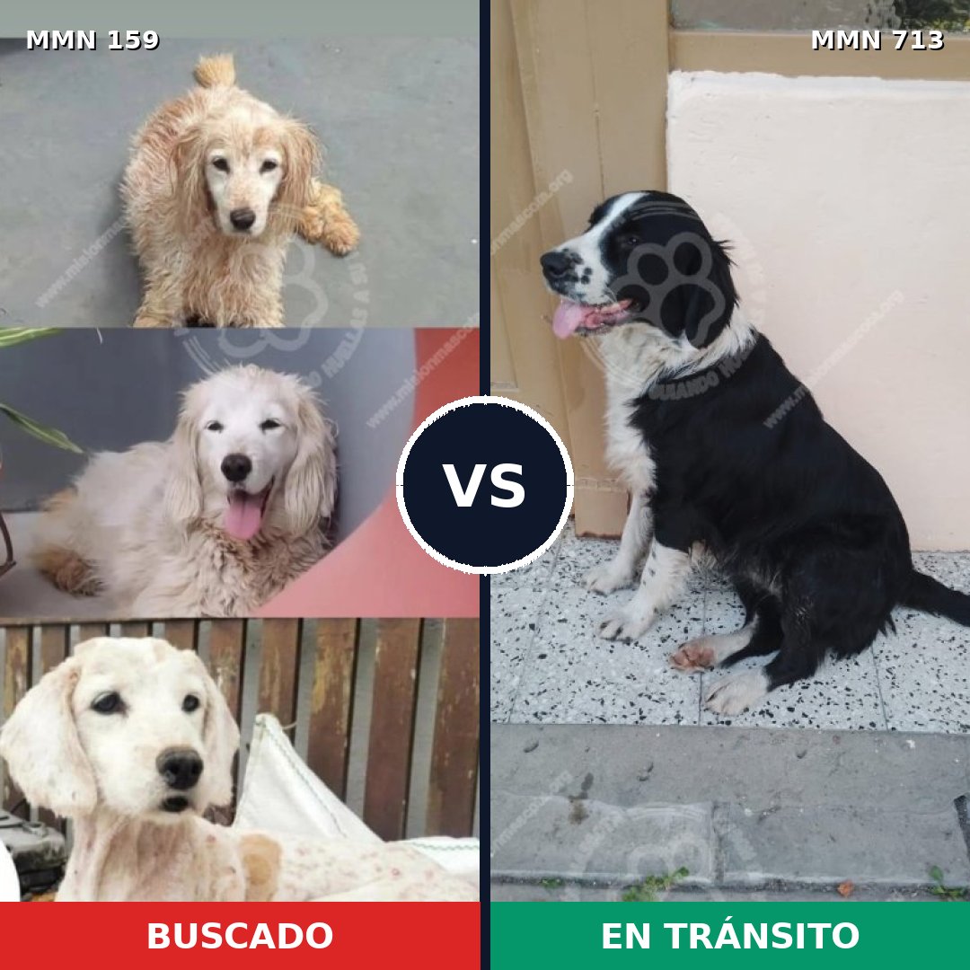 Comparativa MMS 10262: mascota perdida y mascota encontrada, 49% de similitud