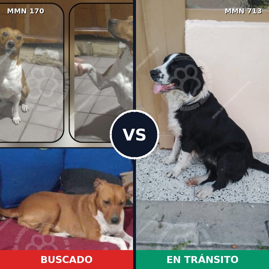 Comparativa MMS 10265: mascota perdida y mascota encontrada, 65% de similitud