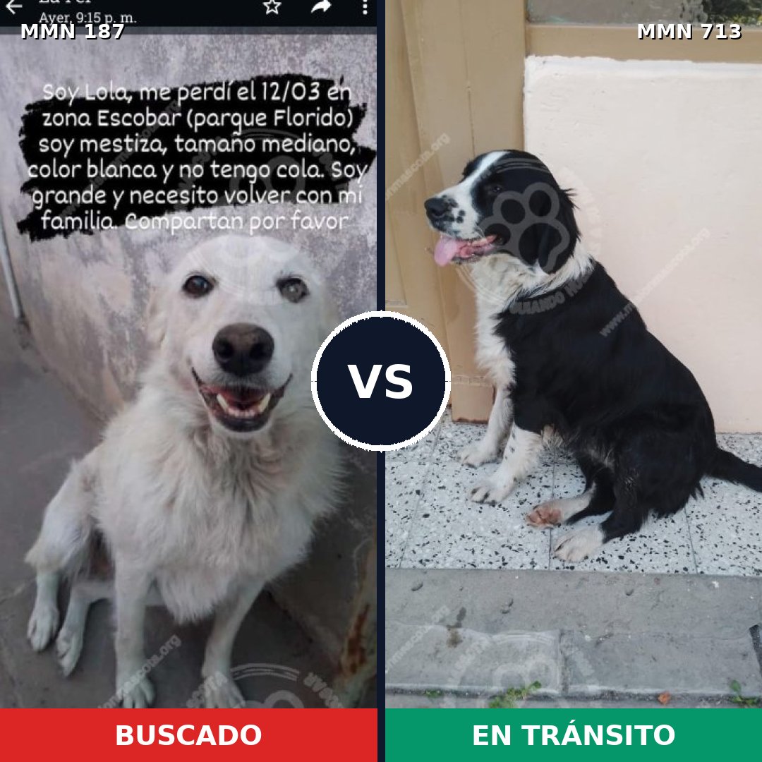 Comparativa MMS 10266: mascota perdida y mascota encontrada, 29% de similitud