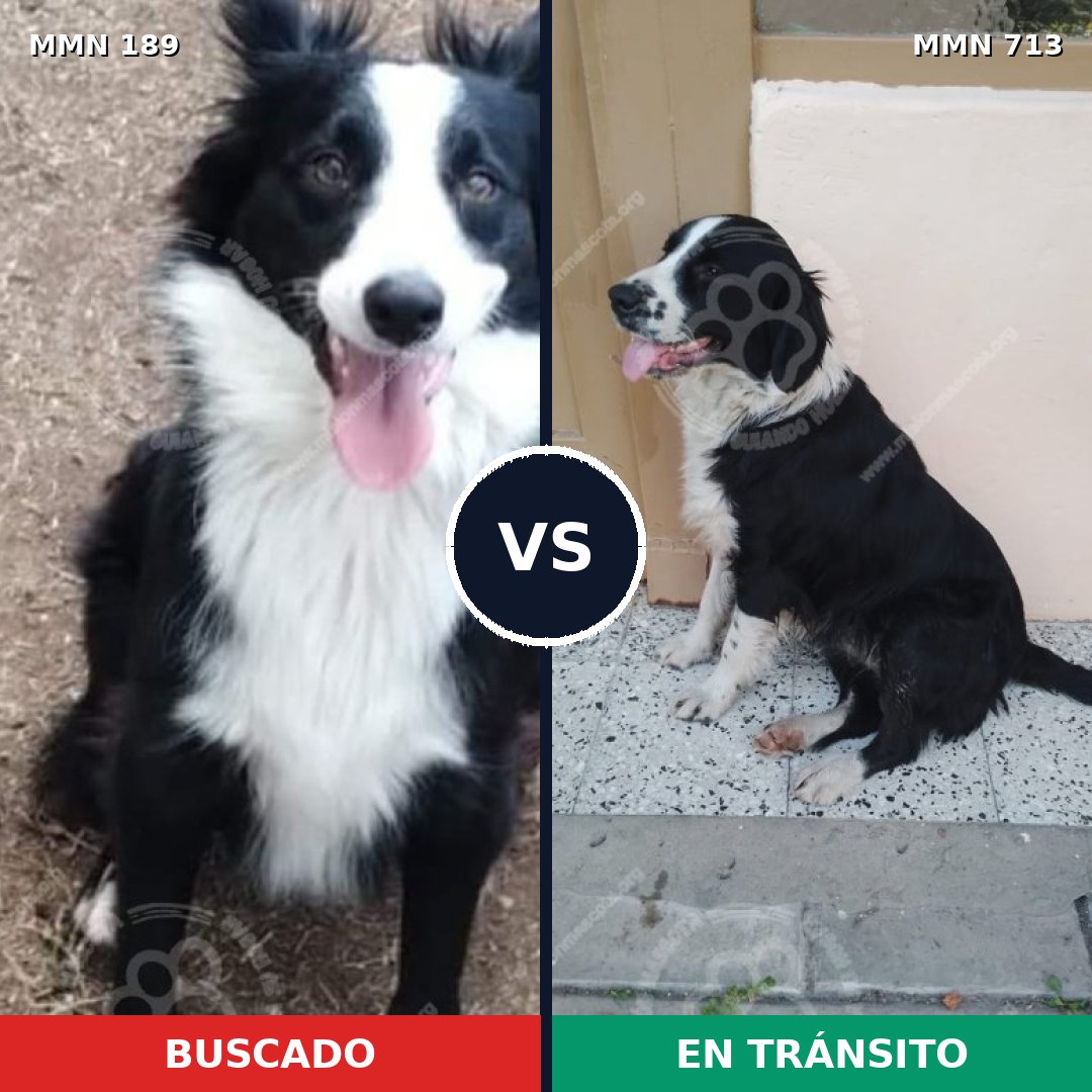 Comparativa MMS 10267: mascota perdida y mascota encontrada, 85% de similitud