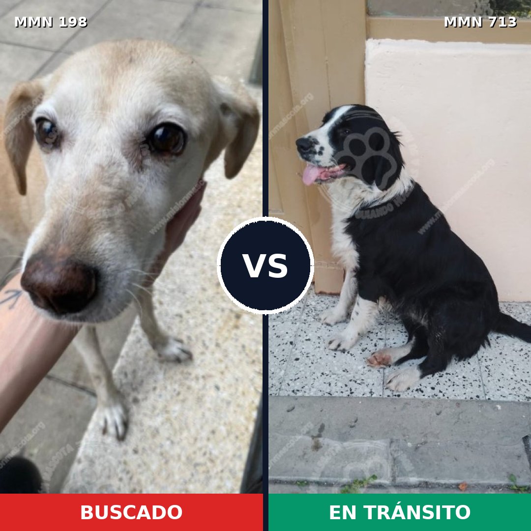 Comparativa MMS 10268: mascota perdida y mascota encontrada, 64% de similitud