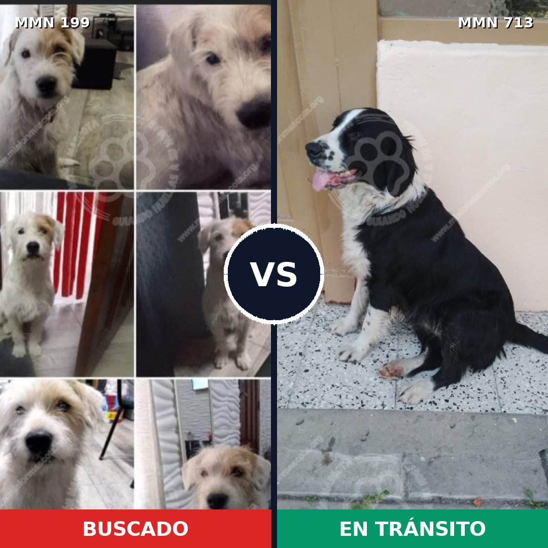 Comparativa MMS 10269: mascota perdida y mascota encontrada, 67% de similitud
