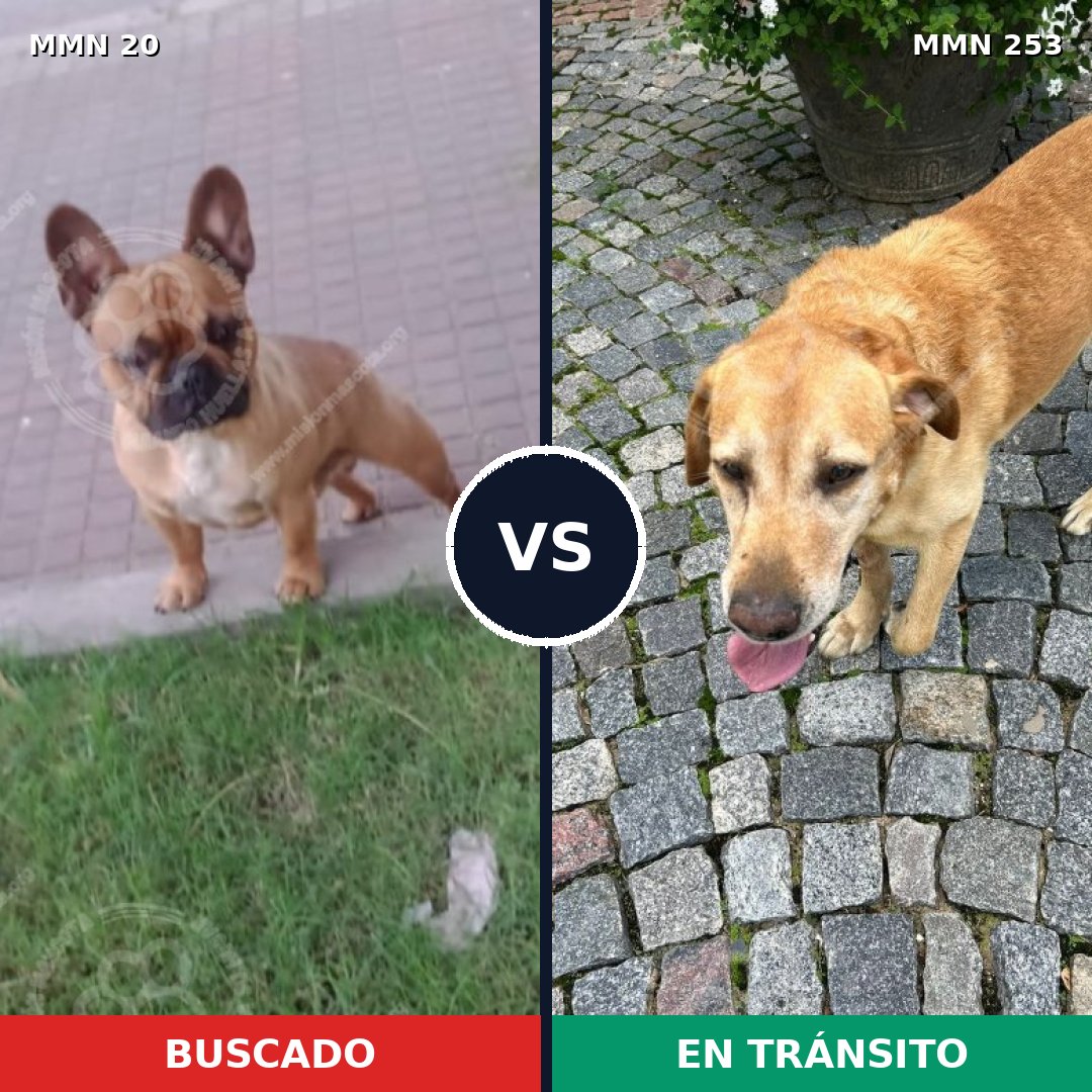Comparativa MMS 1027: mascota perdida y mascota encontrada, 23% de similitud