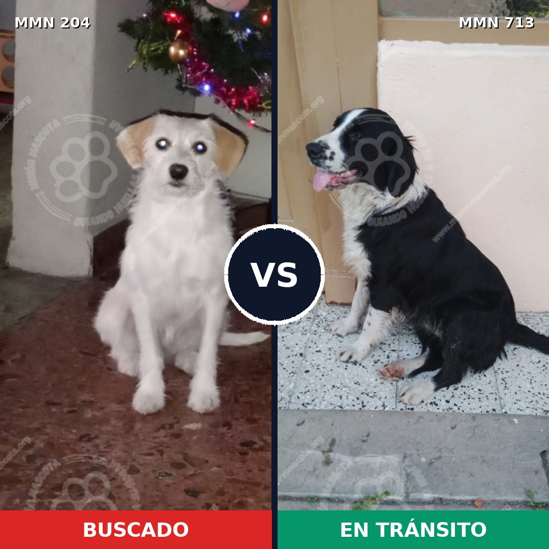 Comparativa MMS 10270: mascota perdida y mascota encontrada, 67% de similitud