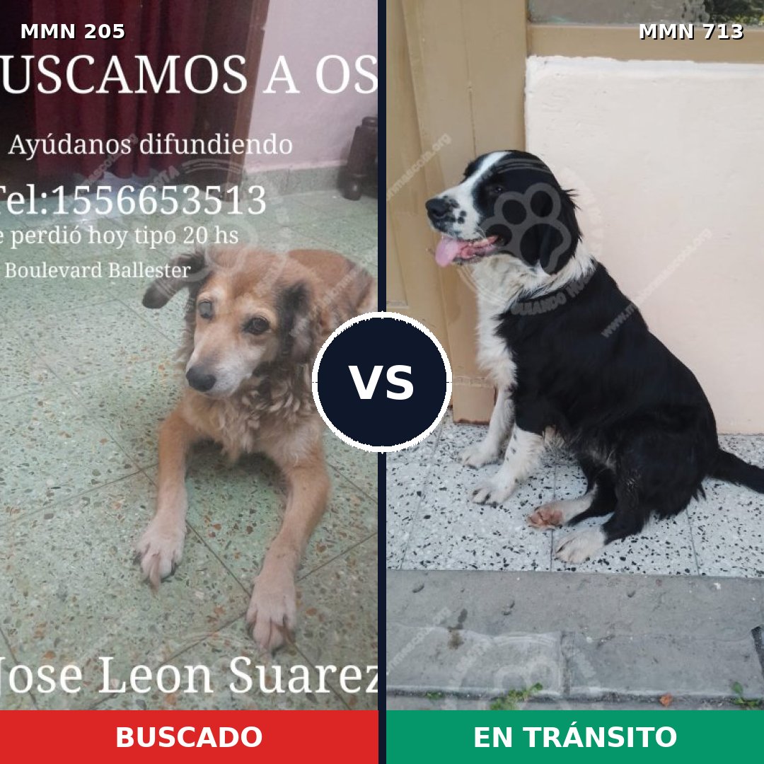 Comparativa MMS 10271: mascota perdida y mascota encontrada, 49% de similitud