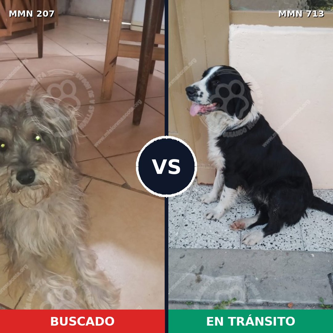 Comparativa MMS 10272: mascota perdida y mascota encontrada, 9% de similitud