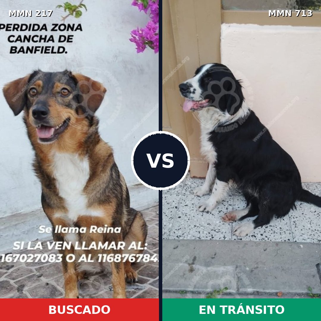 Comparativa MMS 10274: mascota perdida y mascota encontrada, 63% de similitud