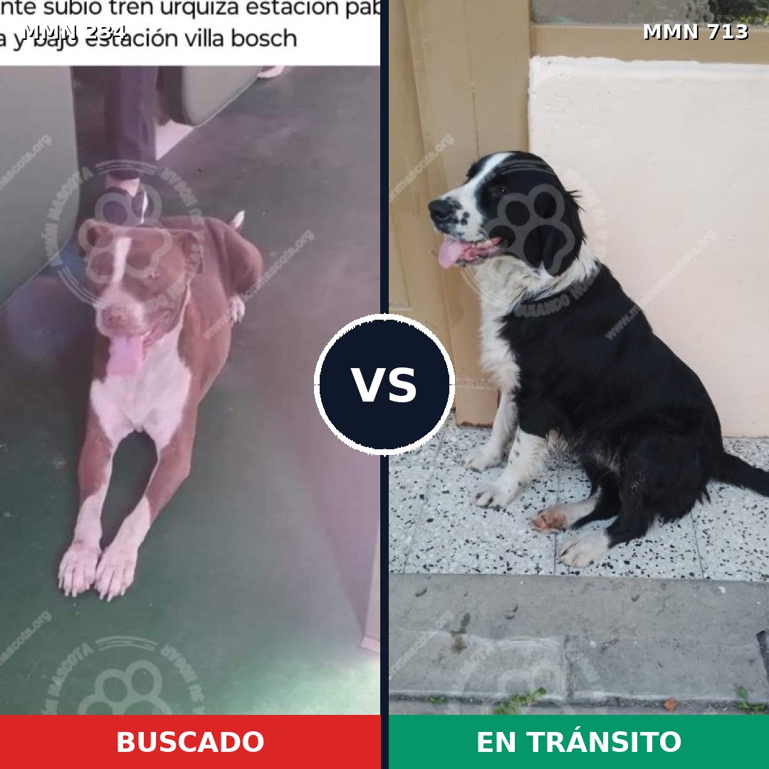 Comparativa MMS 10276: mascota perdida y mascota encontrada, 26% de similitud