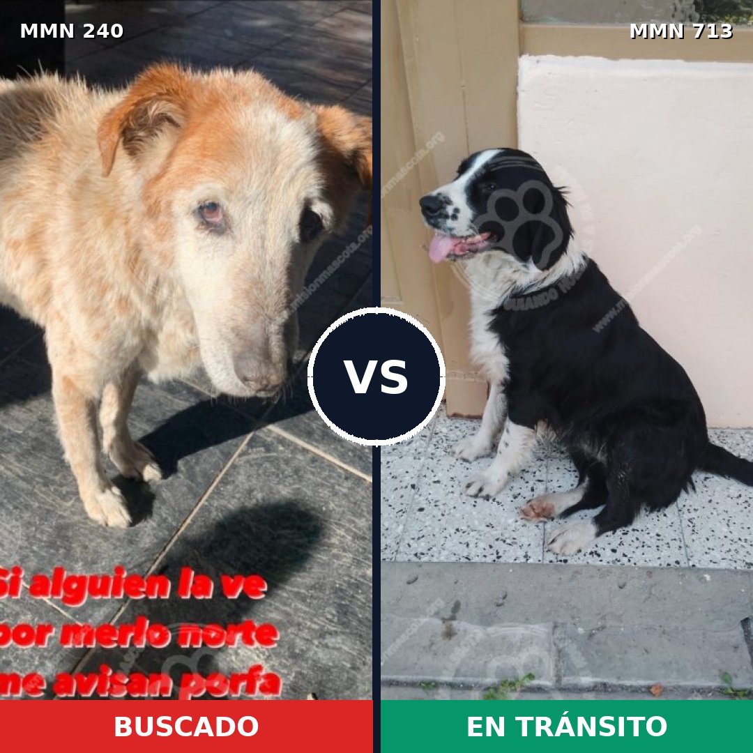 Comparativa MMS 10277: mascota perdida y mascota encontrada, 49% de similitud