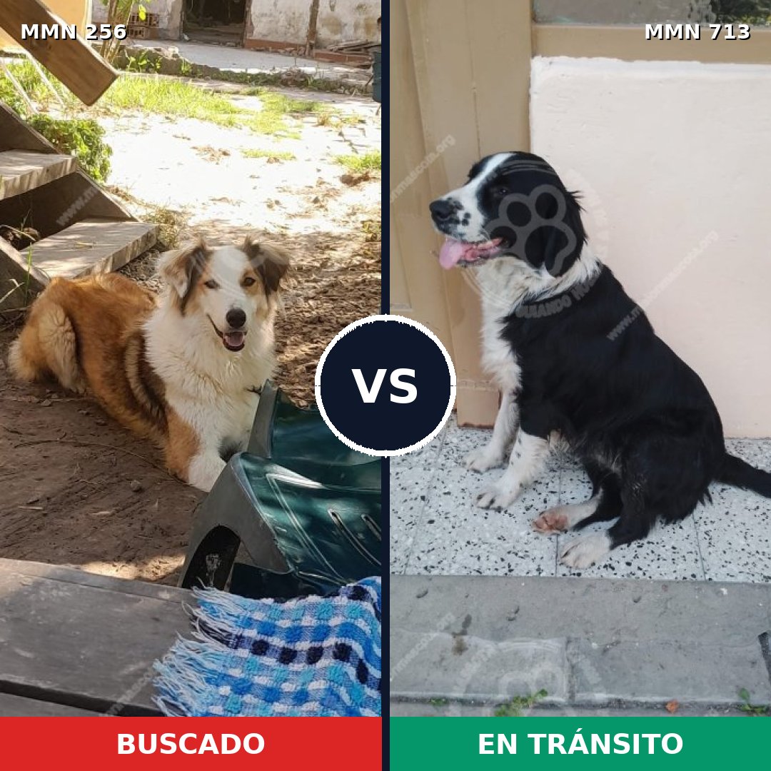 Comparativa MMS 10278: mascota perdida y mascota encontrada, 62% de similitud