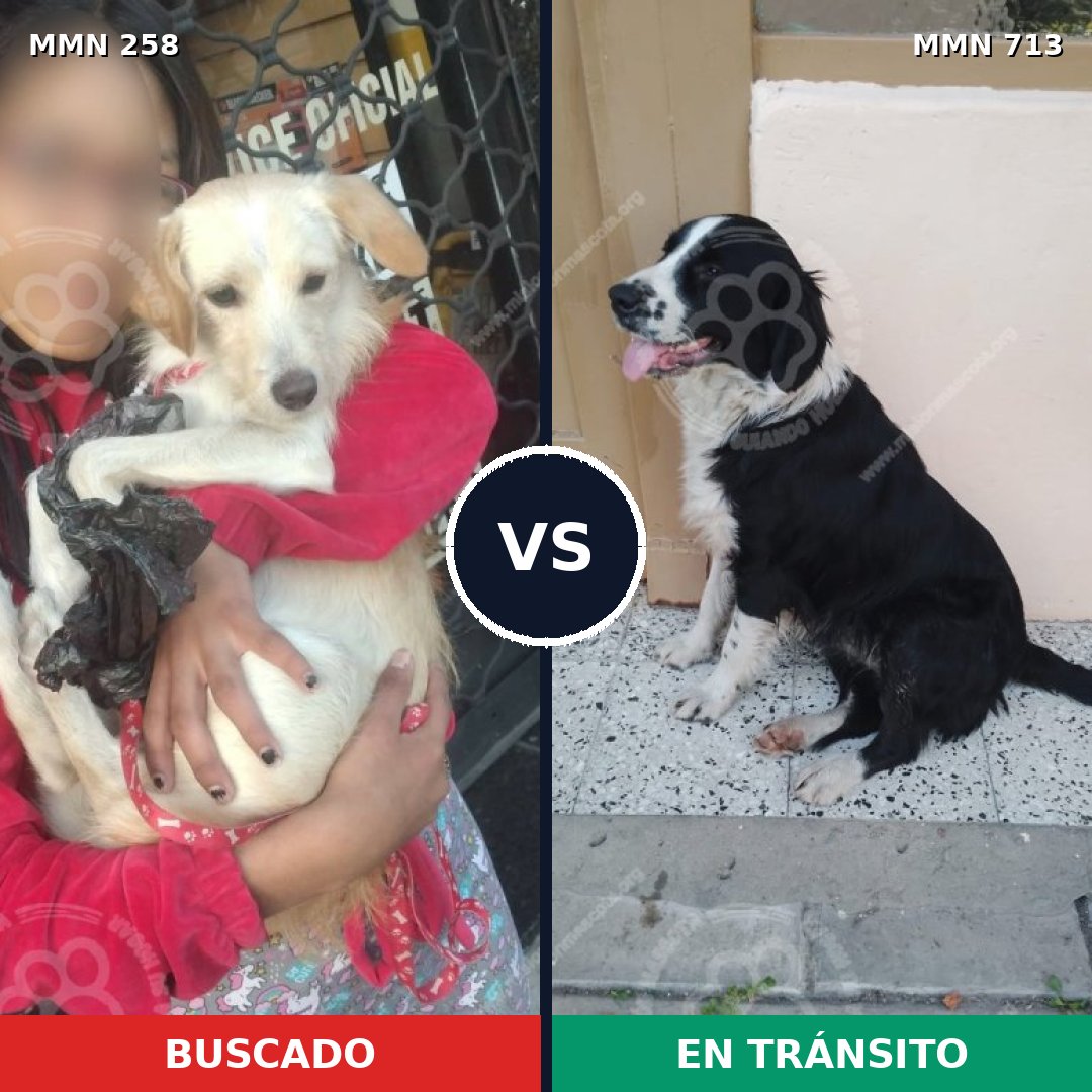 Comparativa MMS 10279: mascota perdida y mascota encontrada, 14% de similitud