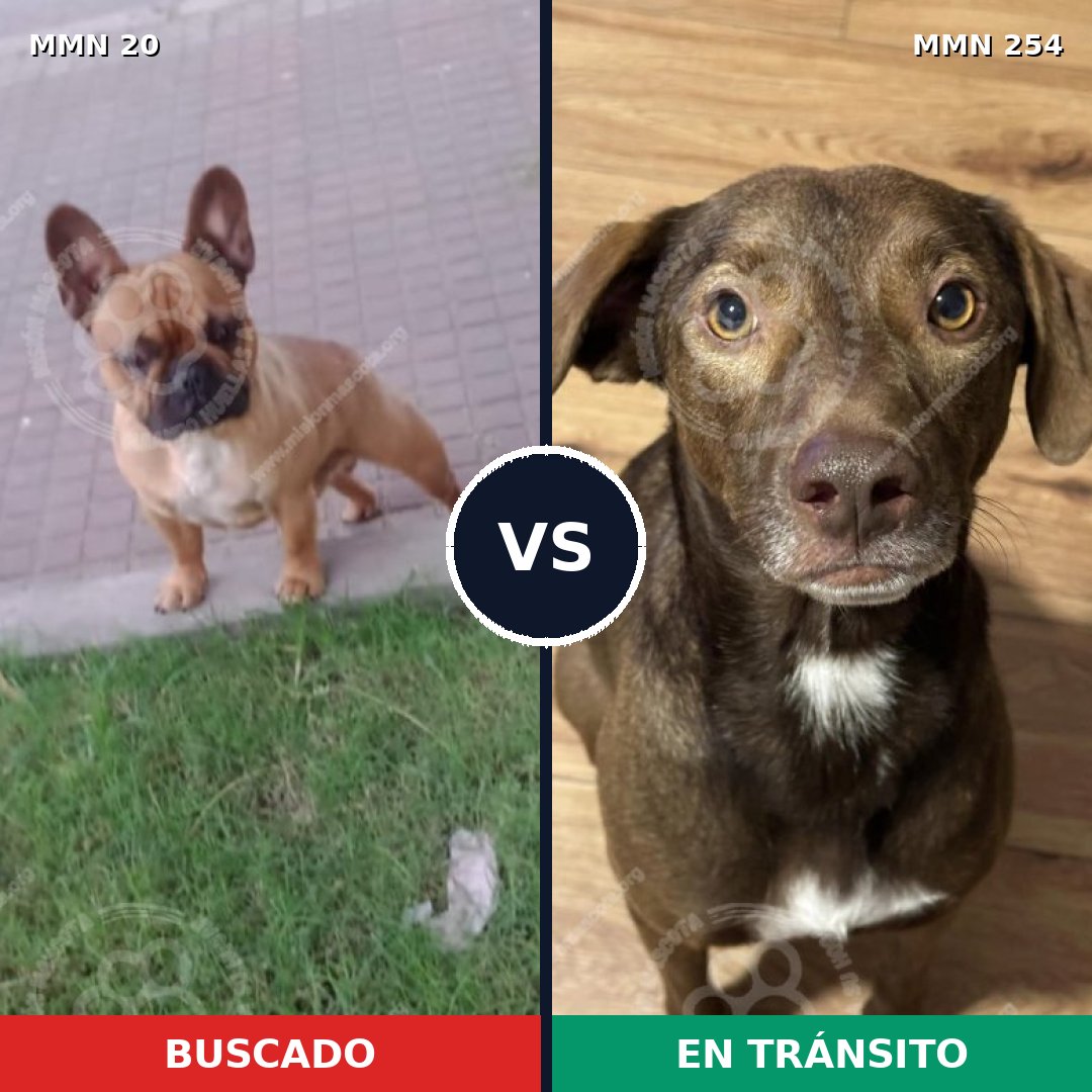 Comparativa MMS 1028: mascota perdida y mascota encontrada, 38% de similitud
